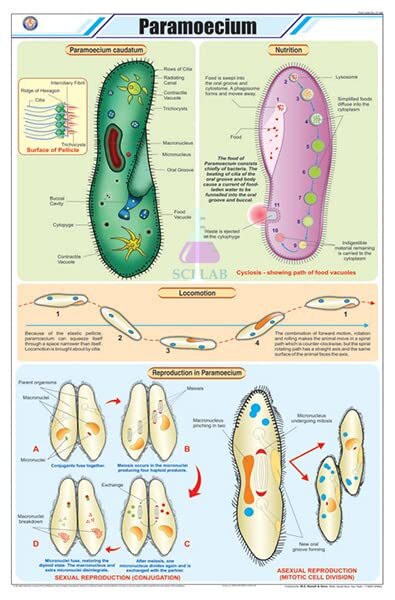 Paramecium Educational Chart